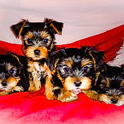 Zaina participe au concours pour gagner de l'argent avec cette photo : puppies, dogs, cute, black_and_tan, fur, red_blanket, white_pillow, cozy, small, indoor, pets, animal, group, lying_down, looking_at_camera, adorable, fluffy, young, companion, snuggle