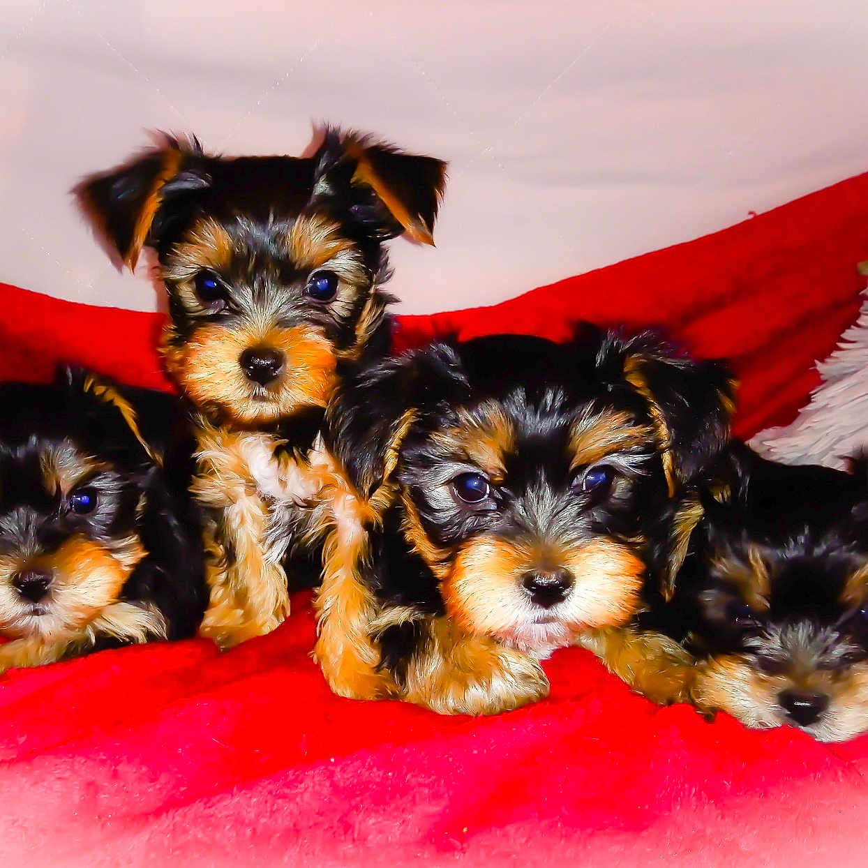 Zaina participe au concours pour gagner de l'argent avec cette photo : puppies, dogs, cute, black_and_tan, fur, red_blanket, white_pillow, cozy, small, indoor, pets, animal, group, lying_down, looking_at_camera, adorable, fluffy, young, companion, snuggle