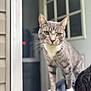 Ash joined the competition — help win amazing prizes! cat, gray_tabby, green_eyes, pet, animal, person, shoulder, indoor, door, window, fur, whiskers, curious, closeup, portrait, domestic_cat, feline, blurred_background, human, casual_clothing