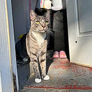 Ash joined the competition — help win amazing prizes! cat, gray_tabby, green_eyes, white_paws, doorway, sunlight, indoor, pet, animal, feline, portrait, looking_away, shadow, floor, slippers, home, domestic_cat, whiskers, close_up, curious