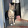 cat, gray_tabby, green_eyes, white_paws, doorway, sunlight, indoor, pet, animal, feline, portrait, looking_away, shadow, floor, slippers, home, domestic_cat, whiskers, close_up, curious