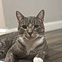 Ash joined the competition — help win amazing prizes! cat, gray_tabby, white_paws, pet, animal, indoor, wooden_floor, toy_mouse, whiskers, close_up, feline, playful, curious, domestic_cat, flooring, relaxed, mammal, young_cat, paw, focused_gaze