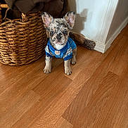 Polo joined the competition — help win amazing prizes! puppy, dog, blue_jersey, indoor, wooden_floor, basket, blanket, pet, cute, small_dog, ears, speckled_coat, floor, wall, home, animal, young_dog, looking_at_camera, domestic, adorable