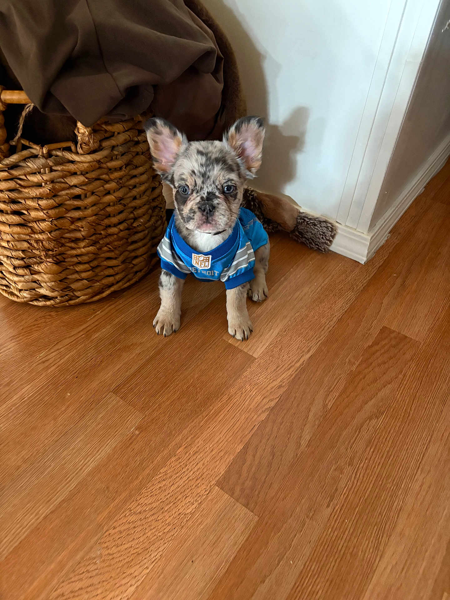 Polo joined the competition — help win amazing prizes! puppy, dog, blue_jersey, indoor, wooden_floor, basket, blanket, pet, cute, small_dog, ears, speckled_coat, floor, wall, home, animal, young_dog, looking_at_camera, domestic, adorable