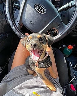 Luna joined the competition — help win amazing prizes! auto_part, automotive_design, automotive_exterior, automotive_lighting, bumper, car, car_seat, car_seat_cover, carnivore, collar, companion_dog, dog, dog_breed, dog_collar, family_car, motor_vehicle, snout, steering_wheel, vehicle, vehicle_door