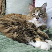 Bootsy joined the competition — help win amazing prizes! cat, fluffy, relaxed, pillow, blanket, feline, fur, white_paws, striped, tabby, indoor, resting, sleepy, pet, cozy, soft_texture, cute, animal, mammal, domestic