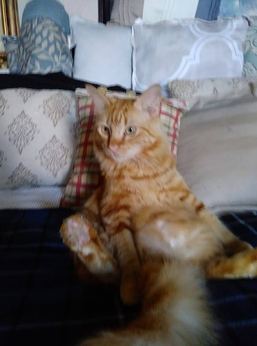 Rusty is registered to the contest to win money with this photo: american_curl, american_shorthair, asian, carnivore, cat, cymric, domestic_long_haired_cat, domestic_short_haired_cat, european_shorthair, felidae, fur, kitten, maine_coon, mammal, norwegian_forest_cat, siberian, small_to_medium_sized_cats, tabby_cat, vertebrate, whiskers