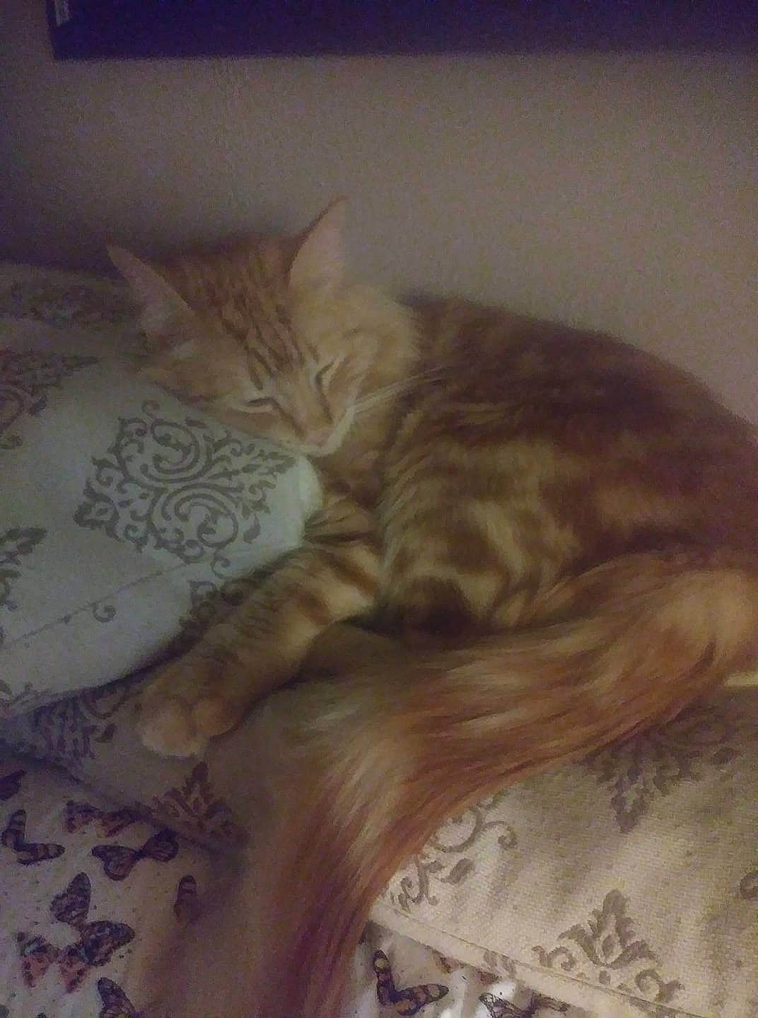 Rusty is registered to the contest to win money with this photo: asian, bed, bed_sheet, carnivore, cat, domestic_short_haired_cat, european_shorthair, fawn, felidae, fur, furniture, kitten, nap, sleep, small_to_medium_sized_cats, tabby_cat, tail, whiskers