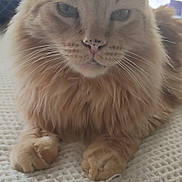 Rusty joined the competition — help win amazing prizes! animal, blanket, cat, close_up, cute, domestic_cat, face, feline, fluffy, fur, indoor, mammal, orange_cat, paws, pet, portrait, relaxed, texture, whiskers, window_light