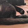 animal, black_cat, blanket, cat, closeup, comfort, cozy, cute, feline, fur, home, indoor, nap, paw, pet, relaxation, resting, sleeping, soft, tail