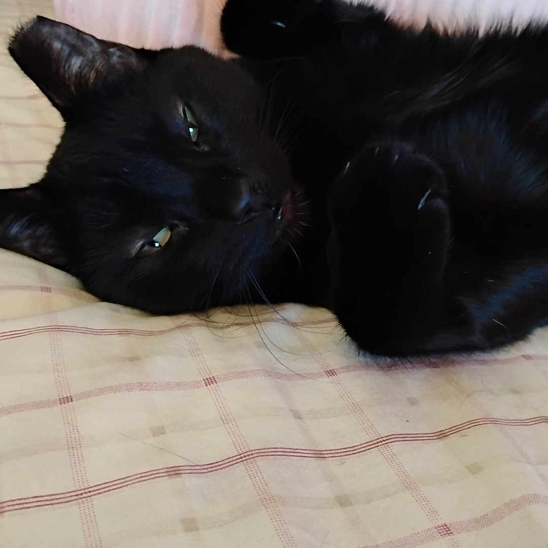 Mew Mews