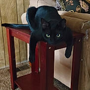 Mew Mews joined the competition — help win amazing prizes! animal, black_cat, carpet, cat, couch, cozy_room, domestic, feline, floral_pillow, indoor, looking, lounge, pet, red_table, relaxed, resting, side_table, vintage_style, wood_furniture, wood_paneling