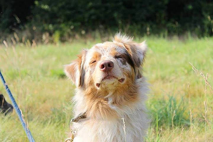 Goguin participe au concours pour gagner de l'argent avec cette photo : australian_shepherd, canidae, carnivore, companion_dog, dog, dog_breed, grass, mammal, miniature_australian_shepherd, nova_scotia_duck_tolling_retriever, snout, sporting_group, vertebrate
