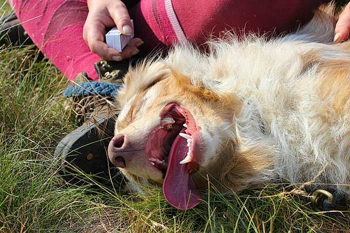 Goguin participe au concours pour gagner de l'argent avec cette photo : big_cats, canidae, carnivore, dog, dog_breed, felidae, golden_retriever, lion, mouth, sporting_group, tooth, wildlife