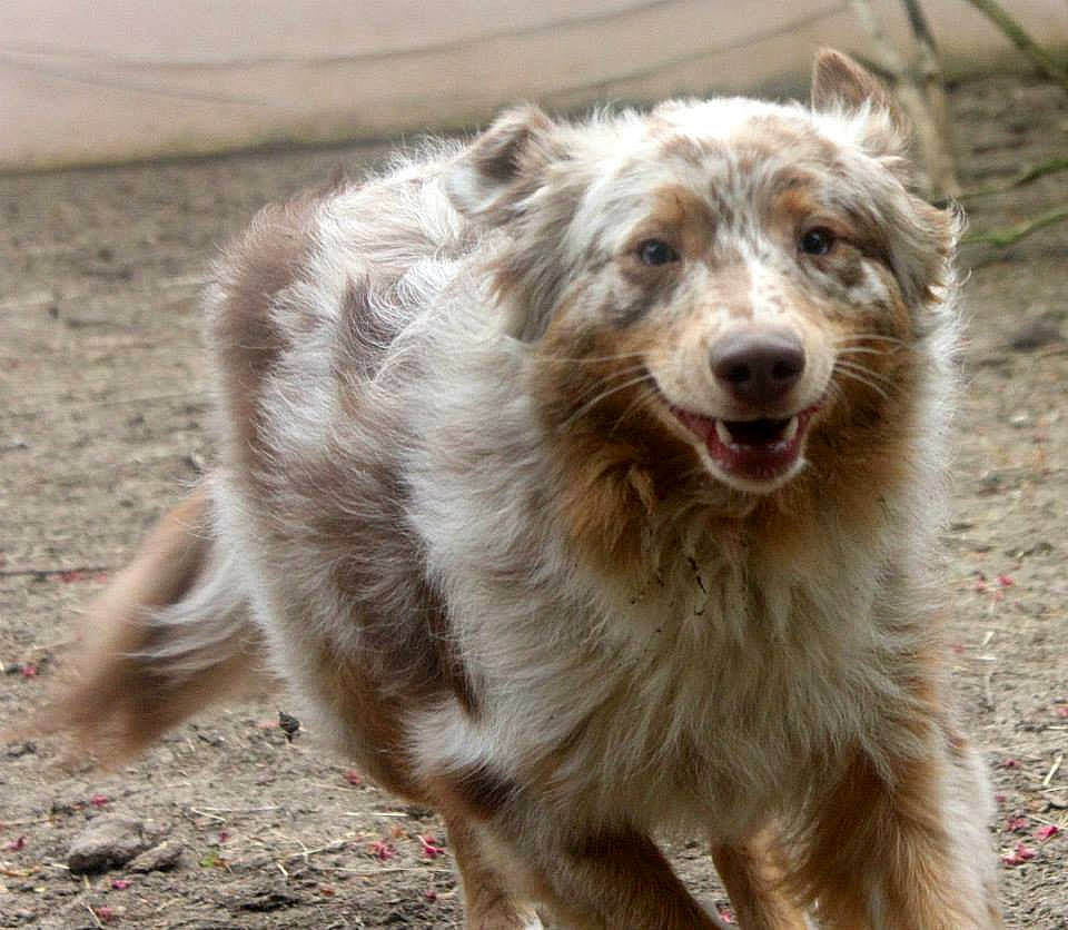 Goguin a rejoint le concours — aidez-le/la à gagner de superbes lots ! aidi, australian_shepherd, basque_shepherd_dog, canidae, carnivore, companion_dog, dog, dog_breed, herding_dog, mammal, miniature_australian_shepherd, rare_breed_dog, sporting_group, street_dog, vertebrate, working_dog