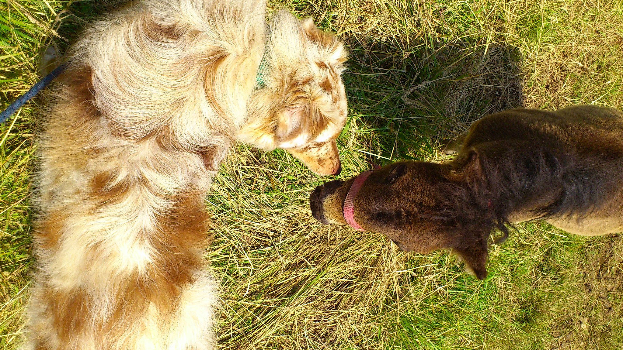 Goguin a rejoint le concours — aidez-le/la à gagner de superbes lots ! american_cocker_spaniel, boykin_spaniel, canidae, carnivore, cockapoo, cocker_spaniel, dog, dog_breed, english_cocker_spaniel, grass, labradoodle, lagotto_romagnolo, liver, retriever, setter, spaniel, spinone_italiano, sporting_group, terrier, wirehaired_pointing_griffon