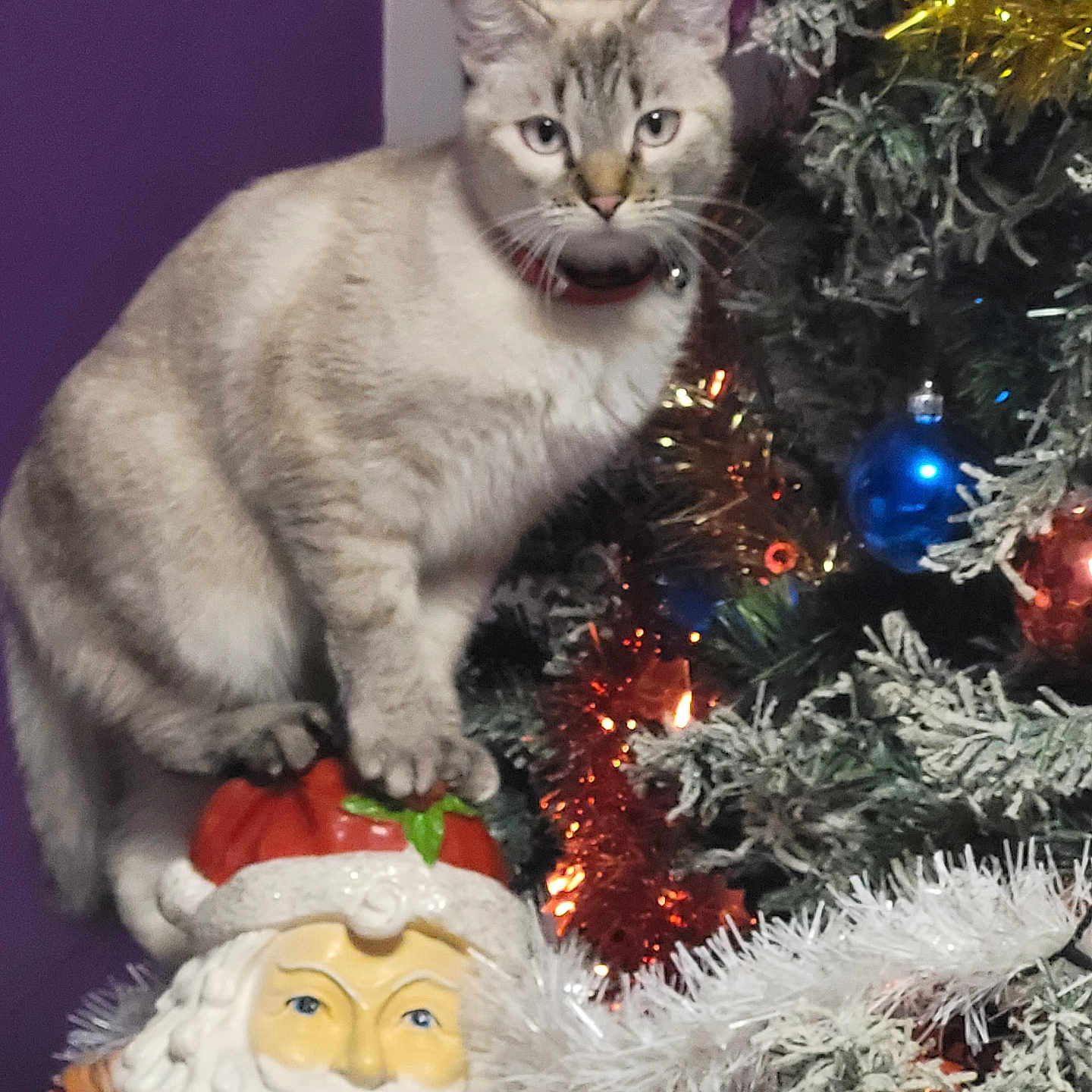 Athéna a rejoint le concours — aidez-le/la à gagner de superbes lots ! cat, celebration, christmas_tree, curious, decorations, feline, festive, holiday, holiday_season, indoor, lights, ornaments, pet, pine_tree, red_collar, santa_claus, statue, tinsel, white_fur, winter