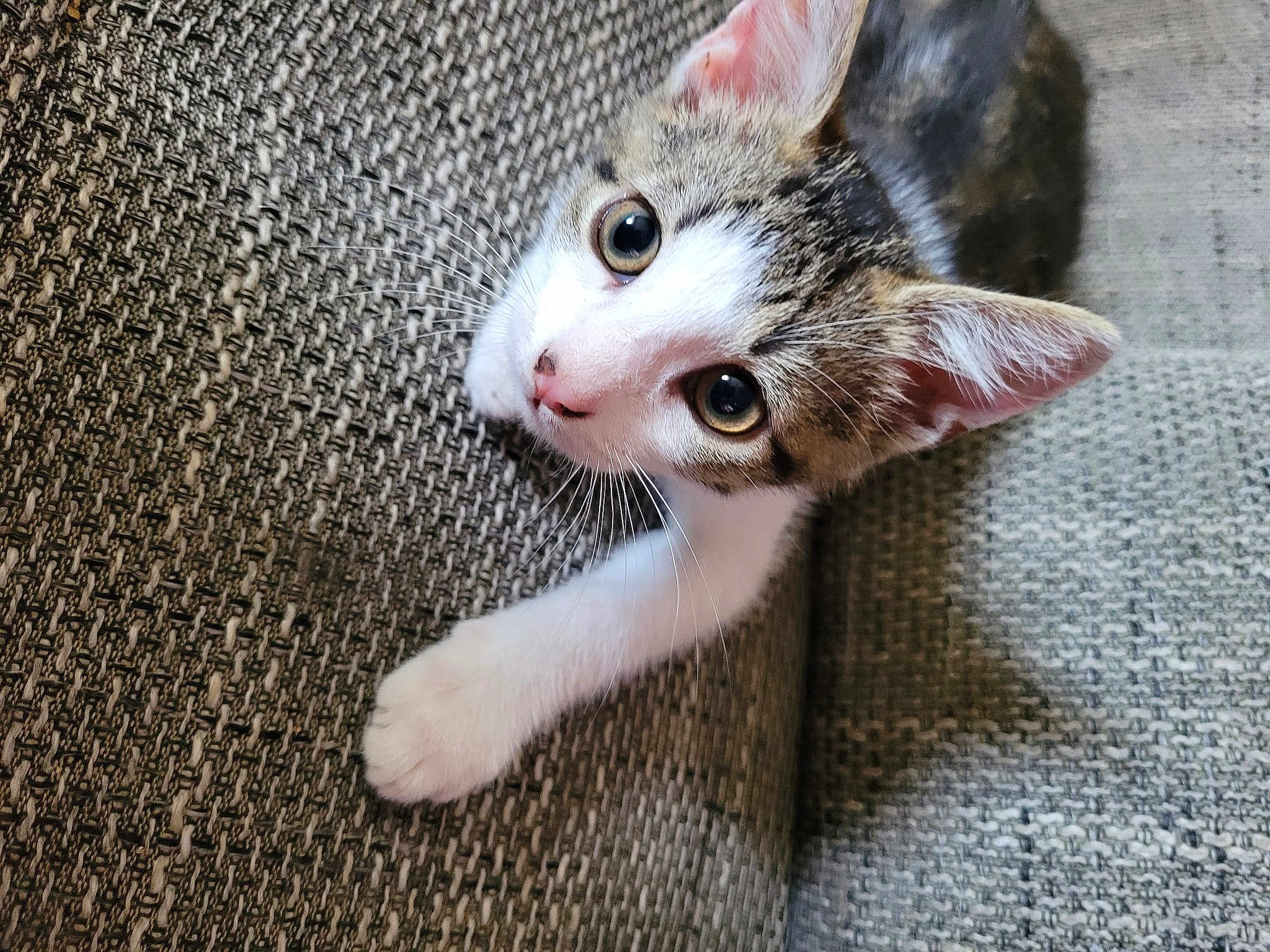Molly