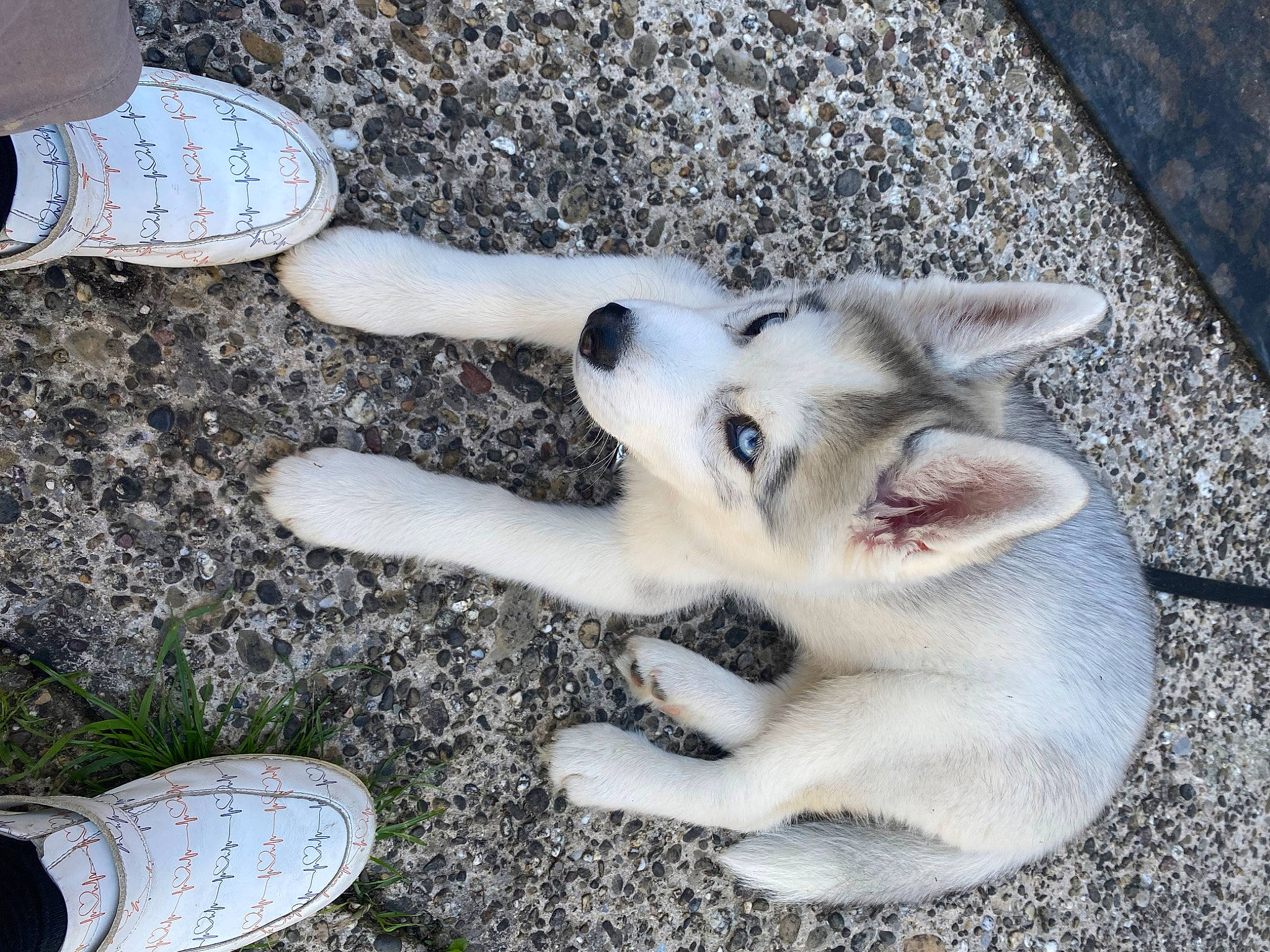 Vador a rejoint le concours — aidez-le/la à gagner de superbes lots ! carnivore, companion_dog, dog, dog_breed, fawn, felidae, foot, fur, grass, human_leg, paw, siberian_husky, sled_dog, small_to_medium_sized_cats, sporting_group, tail, walking_shoe, whiskers, white, working_animal