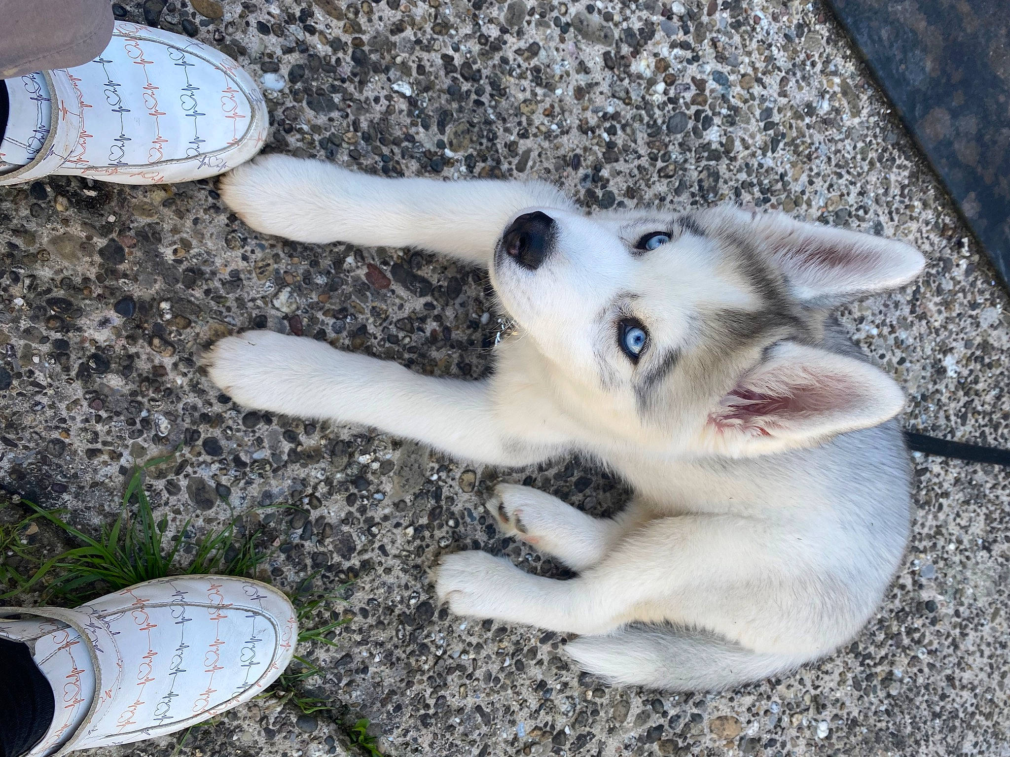 Vador participe au concours pour gagner de l&#x27;argent avec cette photo : boot, canidae, carnivore, companion_dog, dog, dog_breed, fawn, foot, fur, grass, paw, small_to_medium_sized_cats, sneakers, snout, sporting_group, tail, walking_shoe, whiskers, white, working_animal