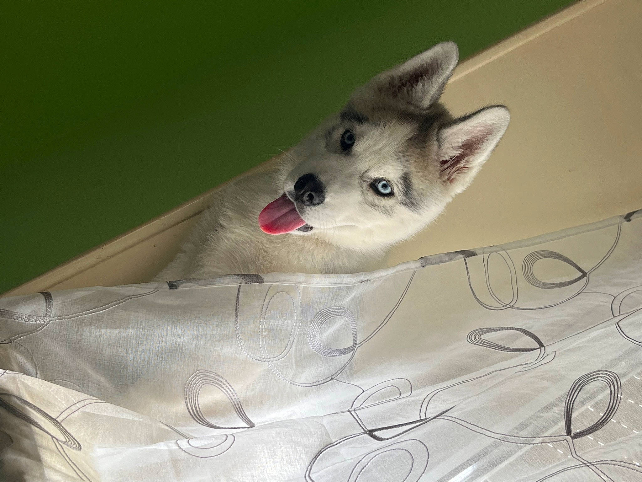 Vador a rejoint le concours — aidez-le/la à gagner de superbes lots ! carmine, carnivore, cat, dog, dog_breed, domestic_short_haired_cat, felidae, flooring, fur, grey, metal, pattern, paw, small_to_medium_sized_cats, snout, tail, triangle, whiskers, wing, wood