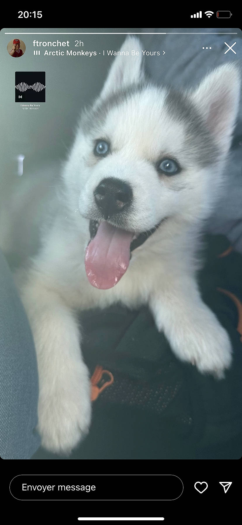 Vador participe au concours pour gagner de l&#x27;argent avec cette photo : ancient_dog_breeds, canidae, carnivore, companion_dog, dog, dog_breed, fang, fur, happy, non_sporting_group, paw, photo_caption, puppy, sled_dog, snout, sporting_group, terrestrial_animal, whiskers, working_animal, working_dog