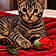 Minette