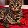 animal, blanket, cat, closeup, cozy, curious, cute, domestic, feline, flower, indoor, kitten, paw, pet, portrait, red, rose, soft, tabby, whiskers
