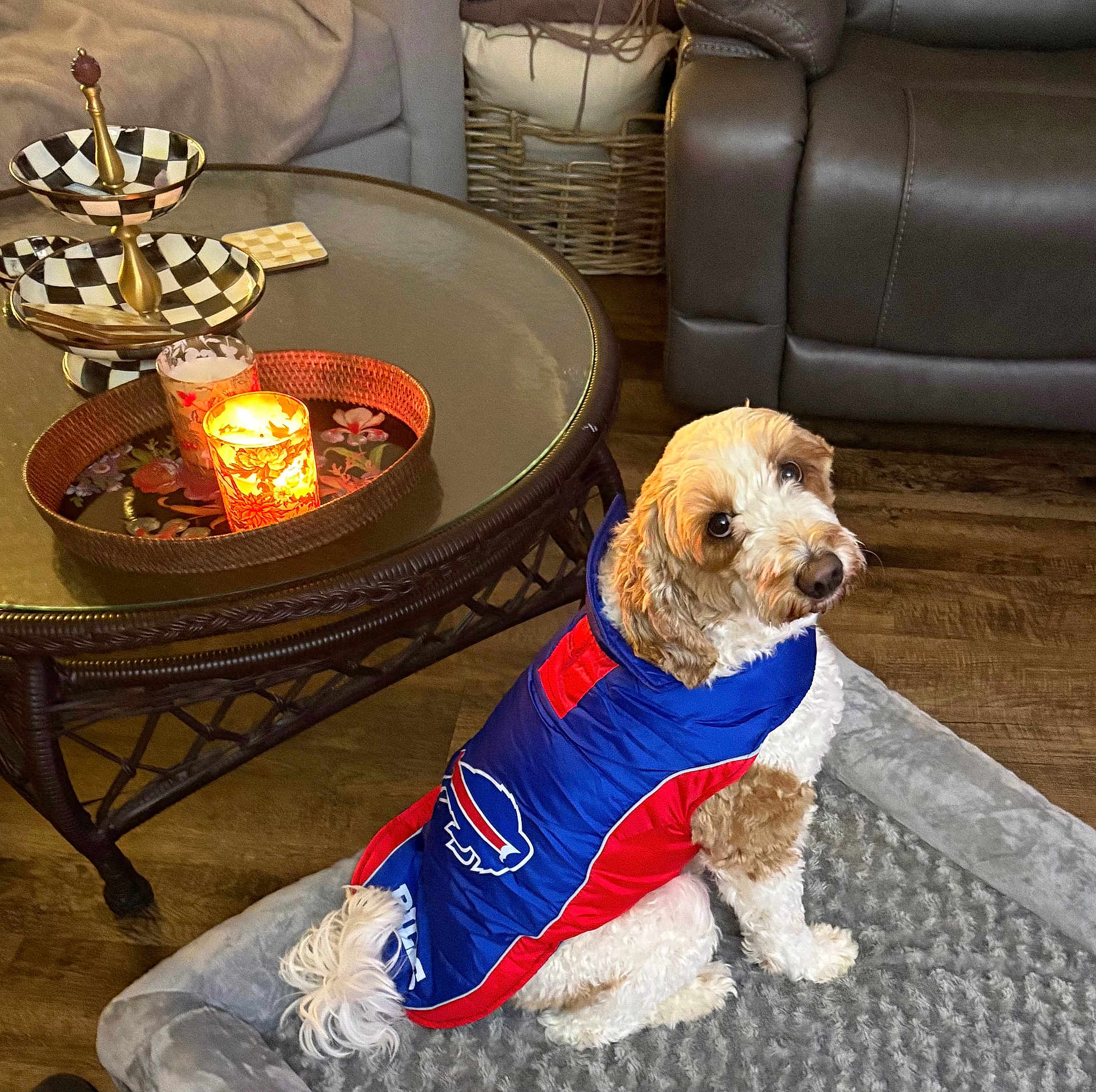 Rambo joined the competition — help win amazing prizes! dog, pet, jacket, blue, red, dog_bed, candle, glass_table, tray, wood_floor, living_room, furniture, cozy, indoor, curly_fur, looking_back, decor, comfort, home, cute