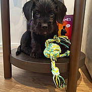 Arlo is registered to the contest to win money with this photo: puppy, dog, toy, rope_toy, black_dog, pet, indoor, wooden_floor, table, shelf, cute, animal, young_dog, closeup, looking, pet_toy, furniture, playing, floor, adorable