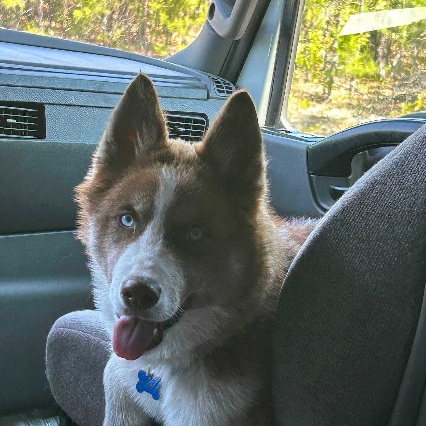 Apollo joined the competition — help win amazing prizes! alloywheel, animal, canine, car, car_interior, carseat, carwheel, cushion, dog, eskimodog, homedecor, husky, machine, pet, puppy, spoke, tire, transportation, vehicle, wheel
