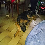 Washo a rejoint le concours — aidez-le/la à gagner de superbes lots ! adult, animal, canine, chair, clothing, couch, diningtable, dog, footwear, furniture, germanshepherd, hound, male, man, person, pet, puppy, shoe, slate, table