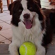 Yonn a rejoint le concours — aidez-le/la à gagner de superbes lots ! animal, brown_and_white, canine, cheerful, close_up, companion, dog, floor, fur, happy, home, indoor, looking_at_camera, paw, pet, playing, tennis_ball, tile_floor, tongue_out, toy