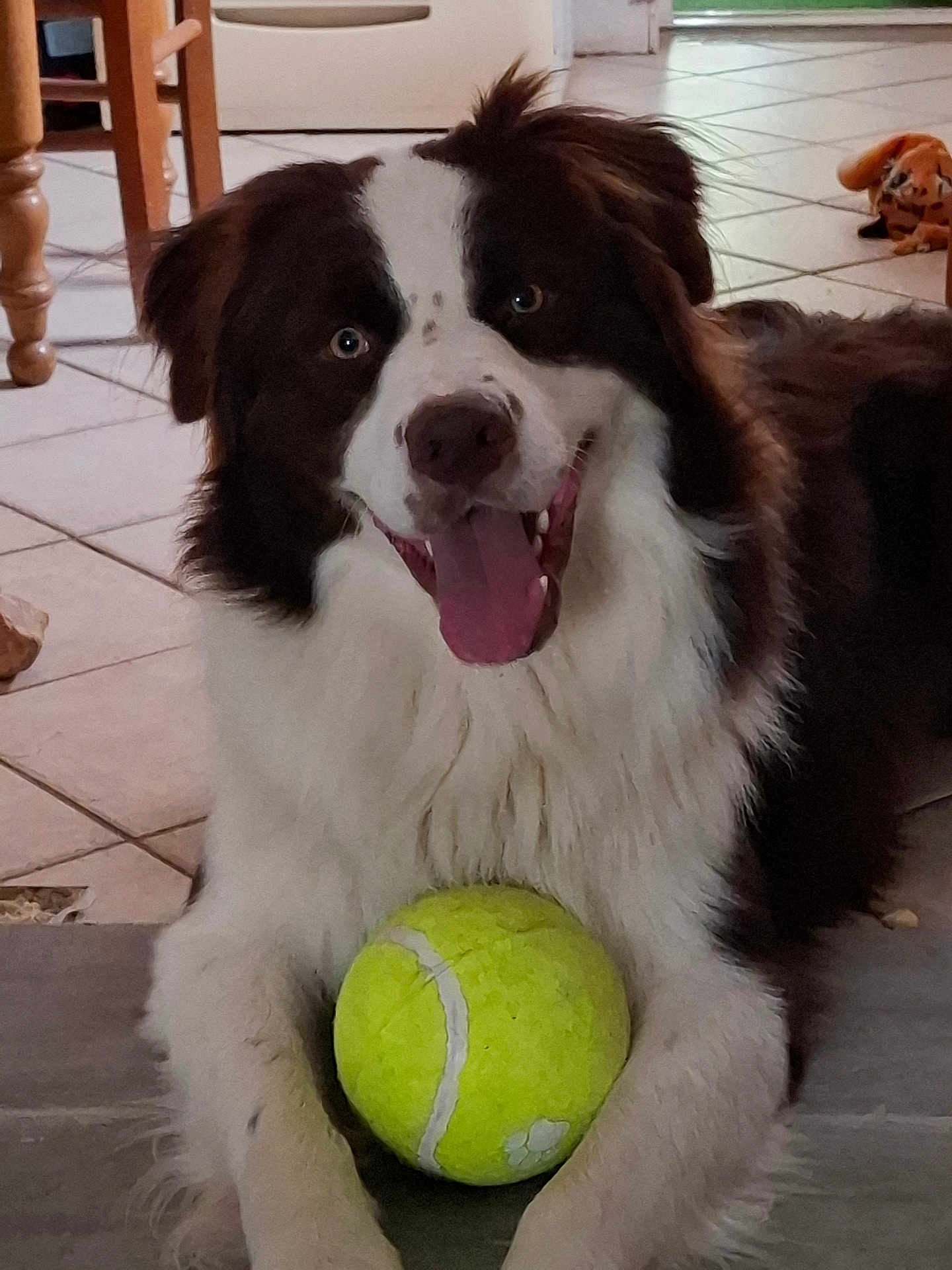 Yonn a rejoint le concours — aidez-le/la à gagner de superbes lots ! animal, brown_and_white, canine, cheerful, close_up, companion, dog, floor, fur, happy, home, indoor, looking_at_camera, paw, pet, playing, tennis_ball, tile_floor, tongue_out, toy
