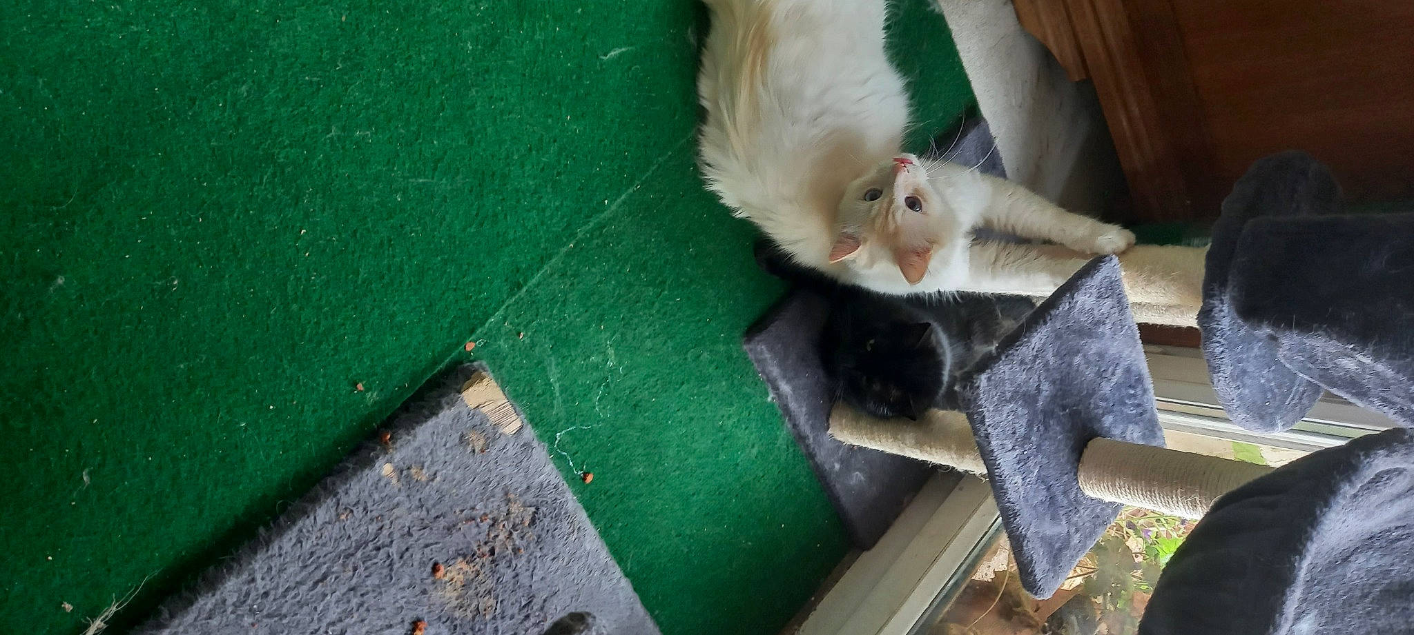 Arthur participe au concours pour gagner de l'argent avec cette photo : canidae, carnivore, cat, companion_dog, fawn, felidae, fur, grass, green, hamster, hardwood, mustelidae, paw, rodent, small_to_medium_sized_cats, snout, sporting_group, tail, whiskers, wood