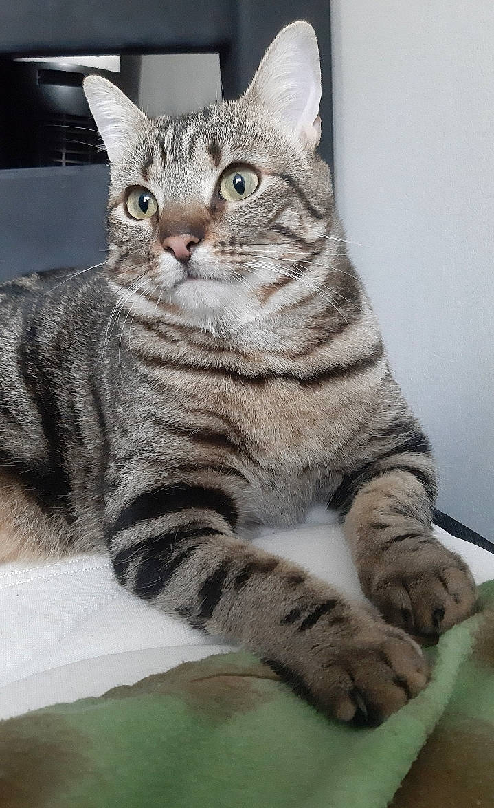 Nala participe au concours pour gagner de l'argent avec cette photo : carnivore, cat, domestic_short_haired_cat, felidae, fur, paw, sitting, small_to_medium_sized_cats, snout, tail, terrestrial_animal, whiskers, window