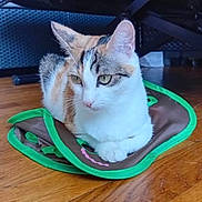 Lyla participe au concours pour gagner de l'argent avec cette photo : cat, calico_cat, pet, indoor, floor, wooden_floor, fabric, green_trim, brown_fabric, animal, feline, resting, cute, domestic_animal, house_pet, whiskers, ears, eyes, paws, fur