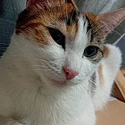 Lyla participe au concours pour gagner de l'argent avec cette photo : animal, black_fur, box, calm, cat, close_up, cute, domestic_cat, ears, feline, fur, indoor, orange_fur, pet, portrait, relaxed, resting, tabby, whiskers, white_fur