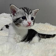 Lucky a rejoint le concours — aidez-le/la à gagner de superbes lots ! kitten, cat, fur, animal, pet, cute, fluffy, white, black, gray, small, young, indoor, blanket, soft, adorable, lying_down, whiskers, ears, tail