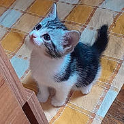 Lucky a rejoint le concours — aidez-le/la à gagner de superbes lots ! animal, blanket, cat, curious, cute, domestic_cat, ears, floor, fur, indoor, kitten, looking_up, paws, pet, small, striped, tail, whiskers, wooden_floor, young