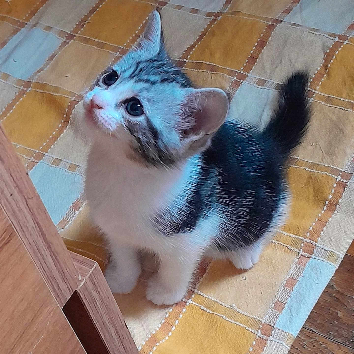 Lucky a rejoint le concours — aidez-le/la à gagner de superbes lots ! animal, blanket, cat, curious, cute, domestic_cat, ears, floor, fur, indoor, kitten, looking_up, paws, pet, small, striped, tail, whiskers, wooden_floor, young