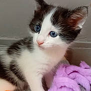 Leden a rejoint le concours — aidez-le/la à gagner de superbes lots ! kitten, cat, blue_eyes, white_fur, black_fur, toy, orange_ball, purple_toy, curious, pet, indoor, cute, animal, young, feline, playful, soft_texture, close_up, domestic_cat, small