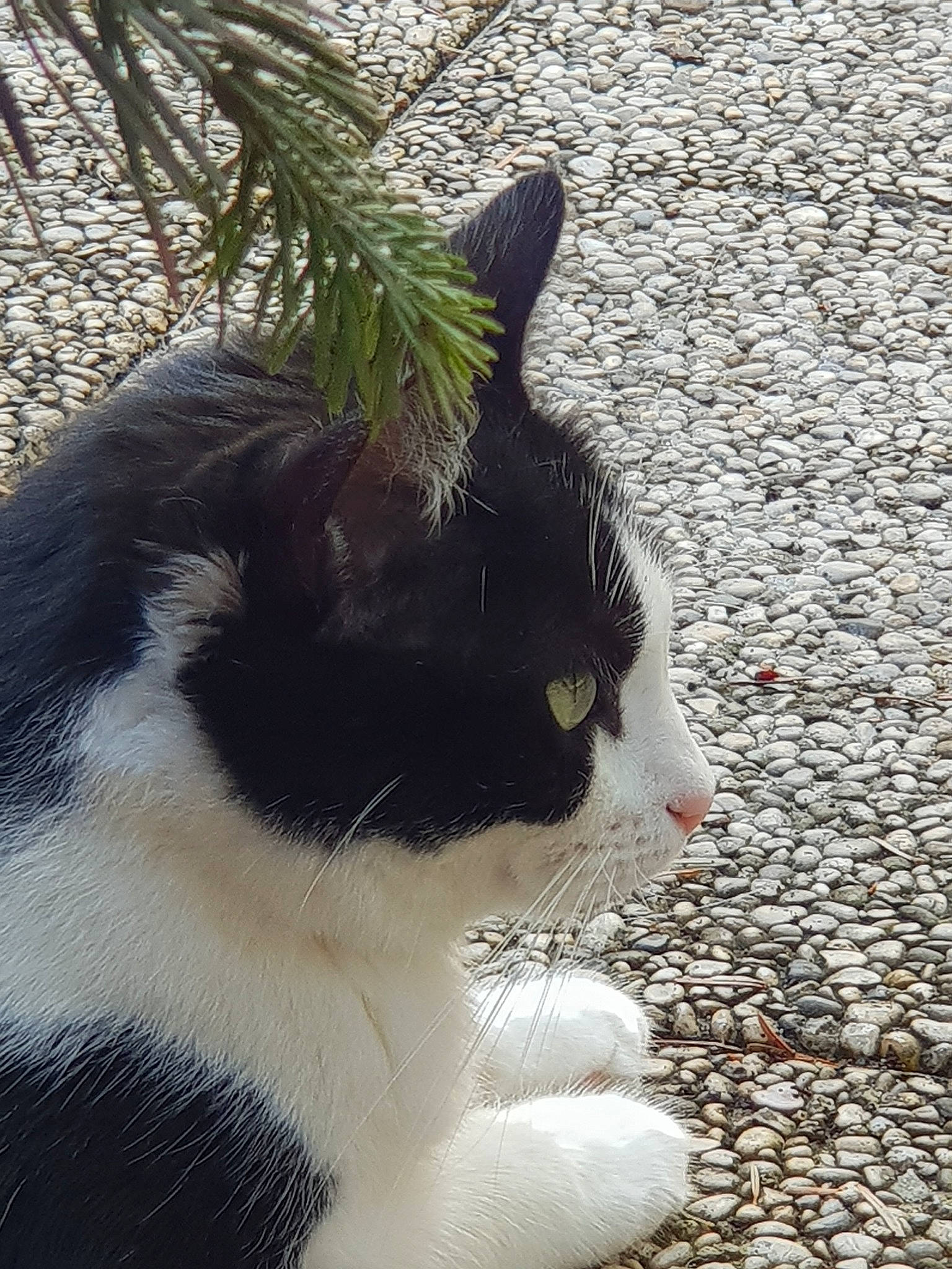 Noël a rejoint le concours — aidez-le/la à gagner de superbes lots ! aegean_cat, carnivore, cat, domestic_short_haired_cat, felidae, fur, polydactyl_cat, small_to_medium_sized_cats, snout, tail, whiskers