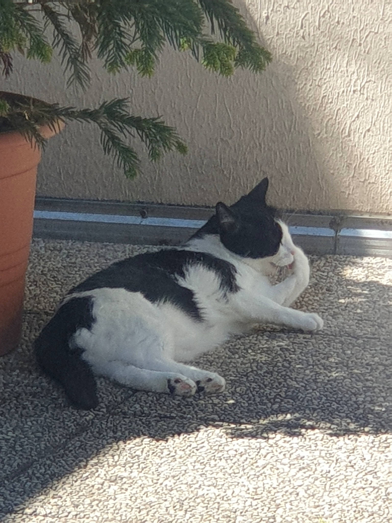 Noël a rejoint le concours — aidez-le/la à gagner de superbes lots ! carnivore, cat, felidae, small_to_medium_sized_cats, tail, whiskers