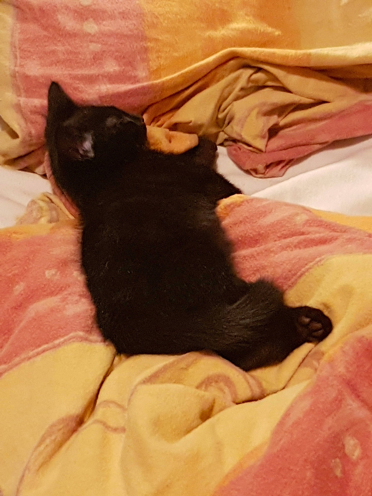 Blacky a rejoint le concours — aidez-le/la à gagner de superbes lots ! asian, black, black_cat, bombay, carnivore, cat, fawn, felidae, kitten, nap, small_to_medium_sized_cats, tail, whiskers