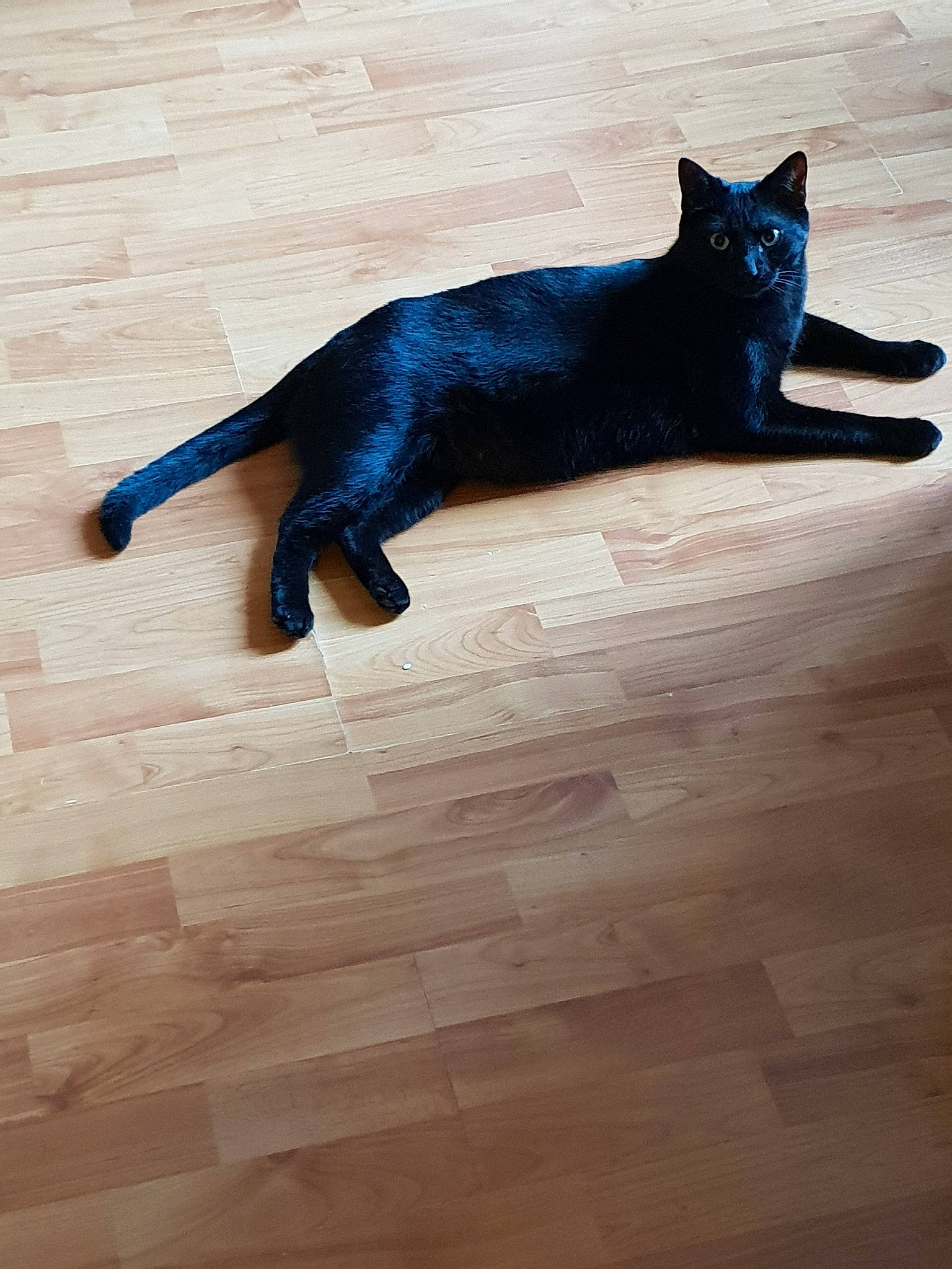 Blacky participe au concours pour gagner de l'argent avec cette photo : asian, black, black_cat, bombay, burmese, carnivore, cat, domestic_short_haired_cat, felidae, floor, flooring, fur, hardwood, havana_brown, laminate_flooring, small_to_medium_sized_cats, tail, whiskers, wood, wood_flooring