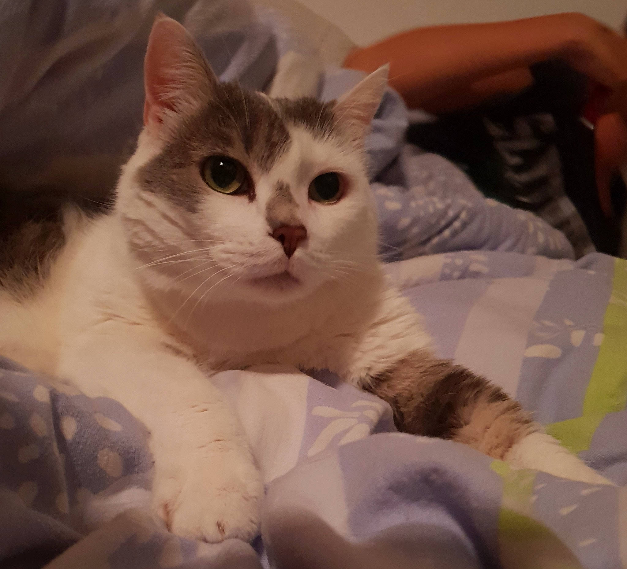 Amour participe au concours pour gagner de l'argent avec cette photo : aegean_cat, american_curl, american_wirehair, asian, burmilla, carnivore, cat, domestic_short_haired_cat, european_shorthair, eye, felidae, fur, kitten, mammal, nose, ojos_azules, small_to_medium_sized_cats, snout, turkish_van, whiskers