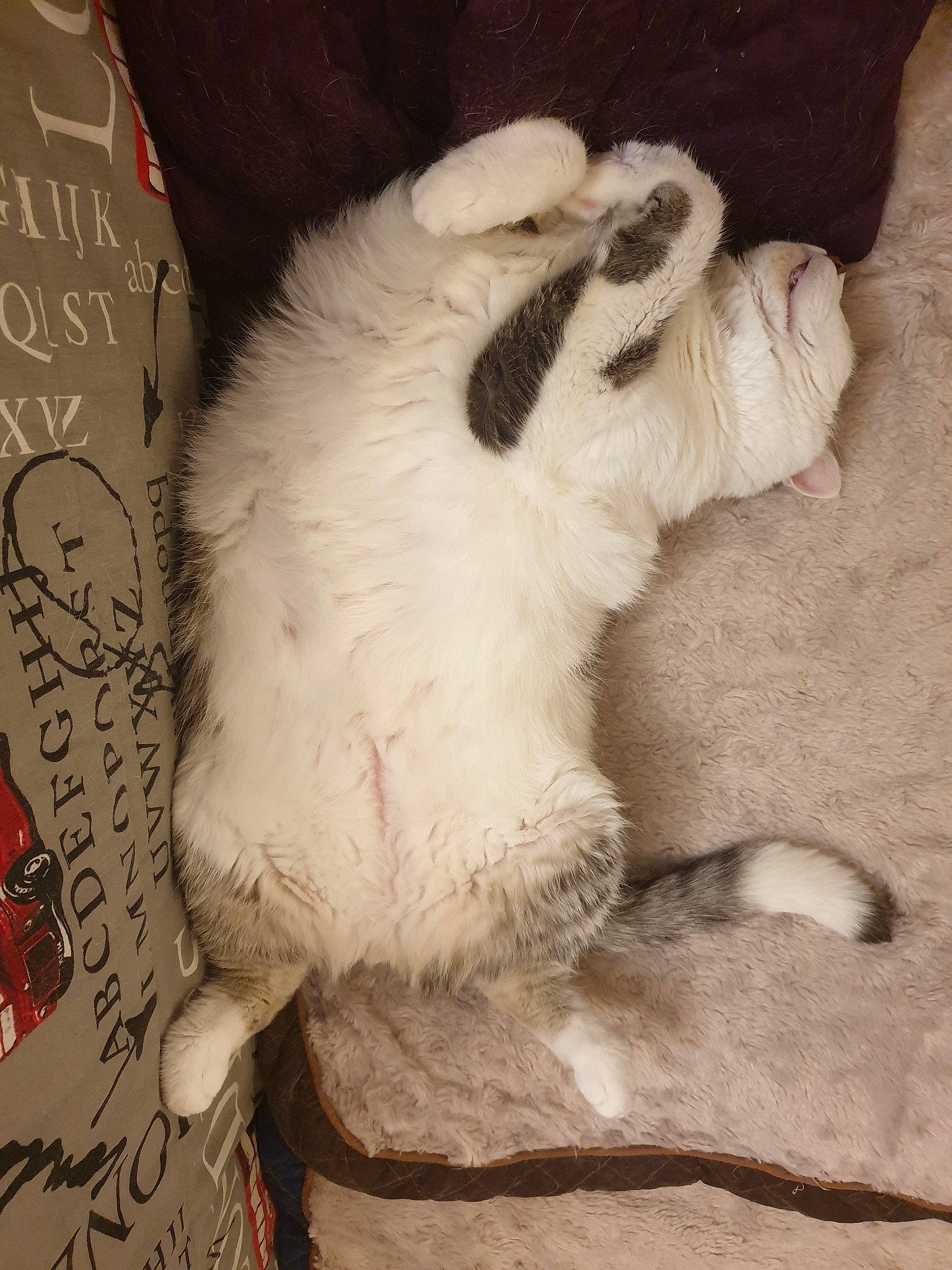 Amour a rejoint le concours — aidez-le/la à gagner de superbes lots ! canidae, carnivore, cat, claw, dog_breed, felidae, fur, paw, small_to_medium_sized_cats, tail