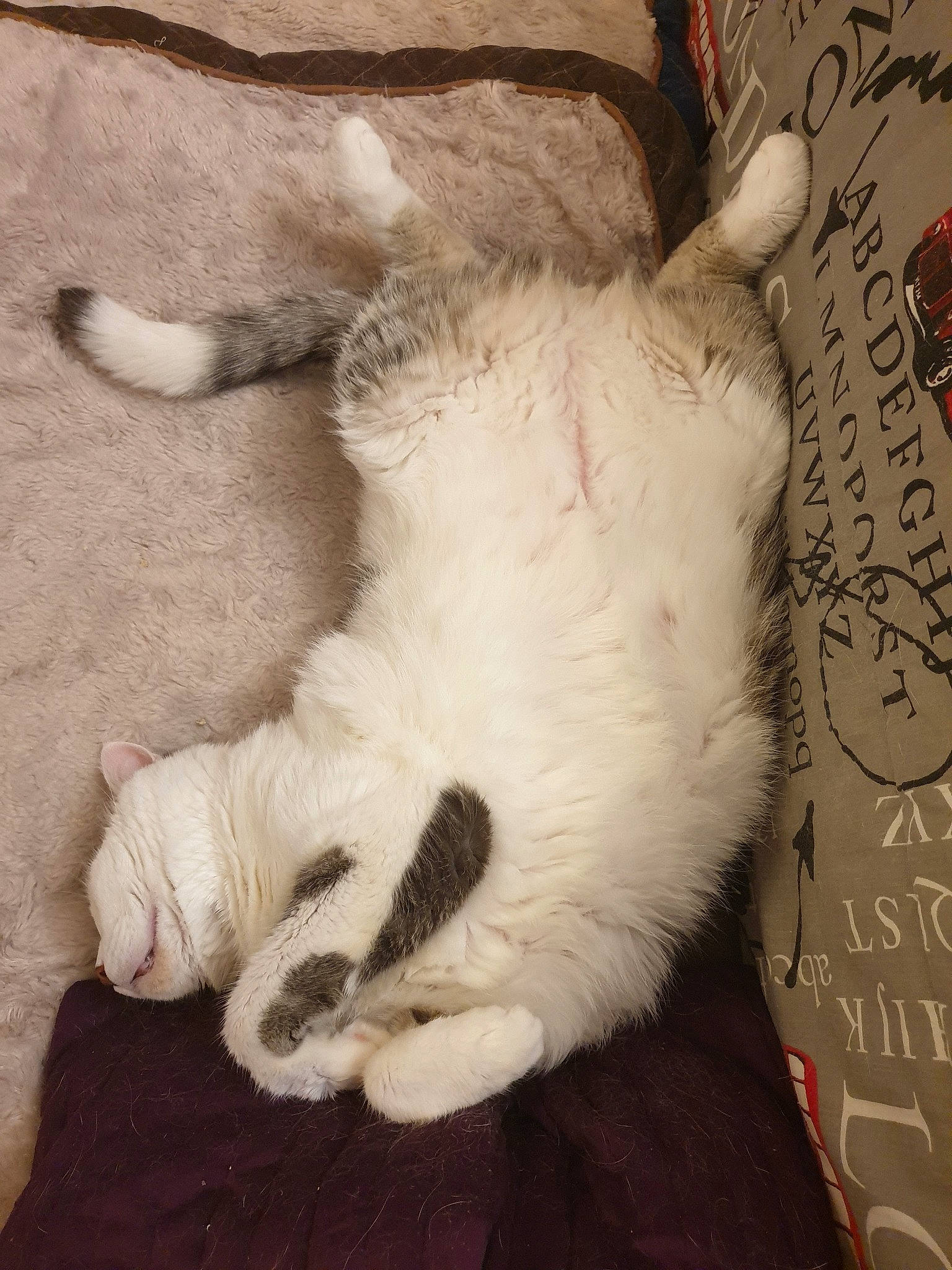 Amour a rejoint le concours — aidez-le/la à gagner de superbes lots ! asian, carnivore, cat, claw, fawn, felidae, fur, paw, polydactyl_cat, ragdoll, small_to_medium_sized_cats, tail, whiskers