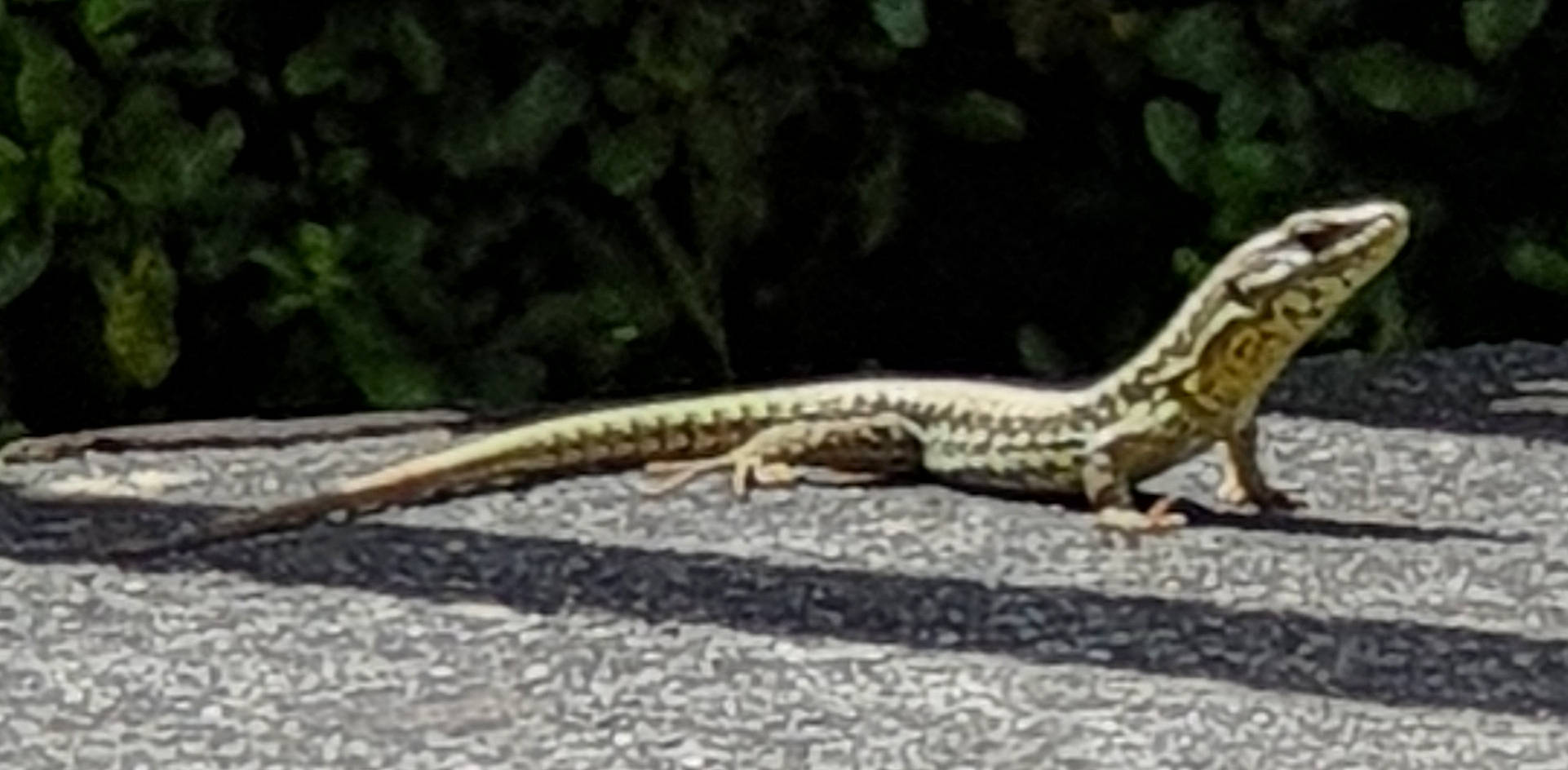 Notre Visiteur a rejoint le concours — aidez-le/la à gagner de superbes lots ! _anole, adaptation, alligator_lizard, amphibian, anguidae, gecko, lacerta, lizard, organism, reptile, scaled_reptile, skink, tail, terrestrial_animal, vertebrate, wall_lizard, western_alligator_lizard, whiptail